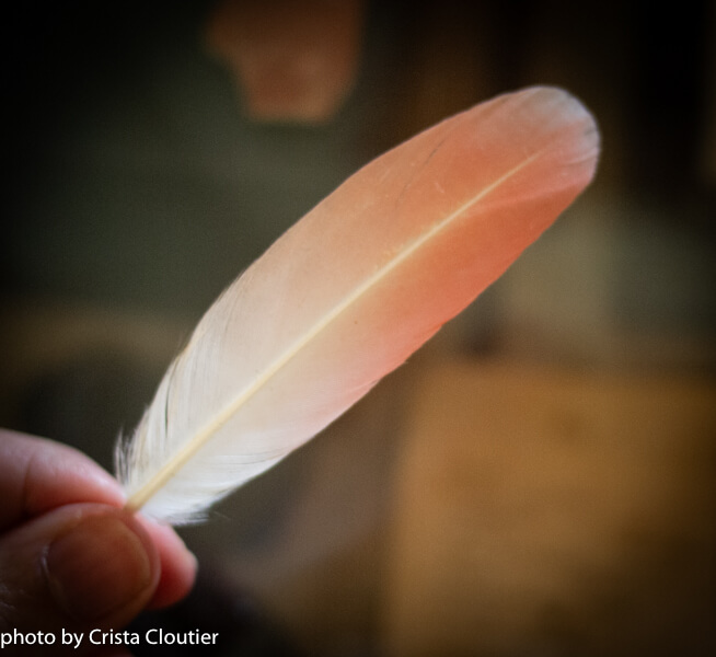 Holding a single feather, a photo by Crista Cloutier